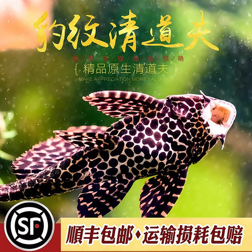 活体鱼豹纹清道夫热带鱼观赏工具