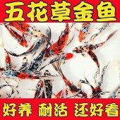 兰花草金鱼观赏鱼冷水鱼好养耐活自来水淡水长尾巴活体鱼鱼苗小型