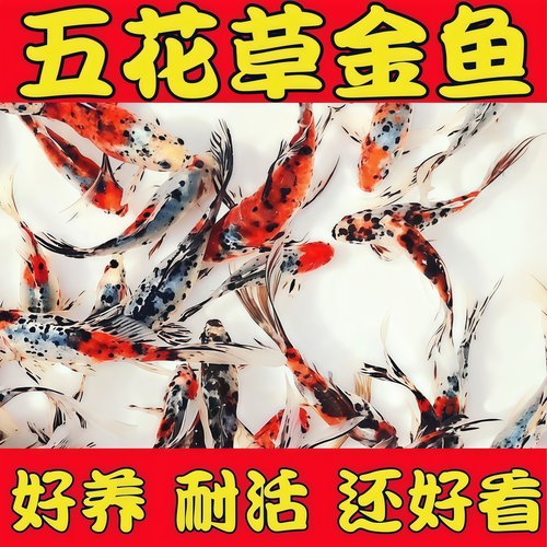 五彩兰花草金鱼好养耐活七彩小鱼