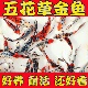 兰花草金鱼观赏鱼冷水鱼好养耐活自来水淡水长尾巴活体鱼鱼苗小型
