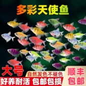 天使鱼热带鱼观赏鱼鱼缸小型群游淡水好养耐活自来水鱼苗金鱼活鱼