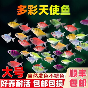 天使鱼热带鱼观赏鱼鱼缸小型群游淡水好养耐活自来水鱼苗金鱼活鱼