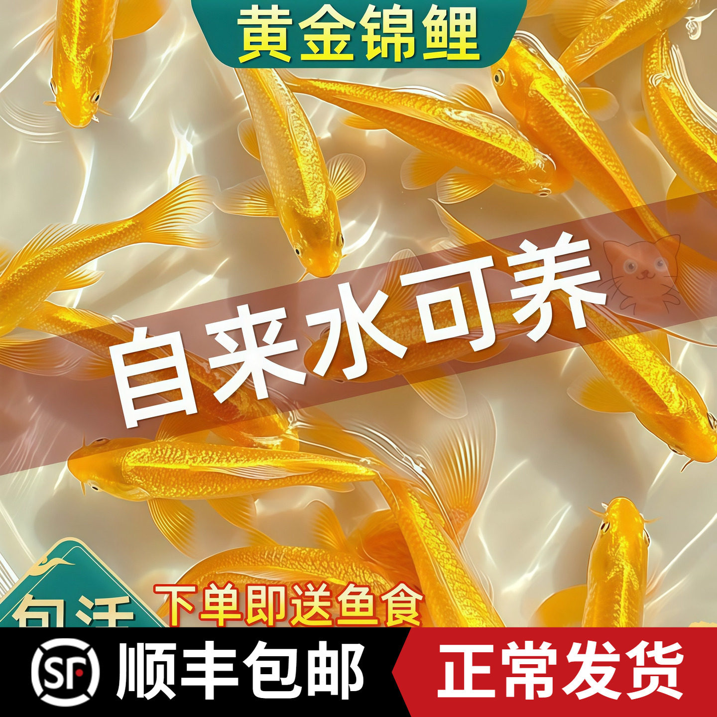 黄金锦鲤鱼观赏鱼冷水鱼淡水金鱼纯种小鱼苗活体鱼好养耐活自来水