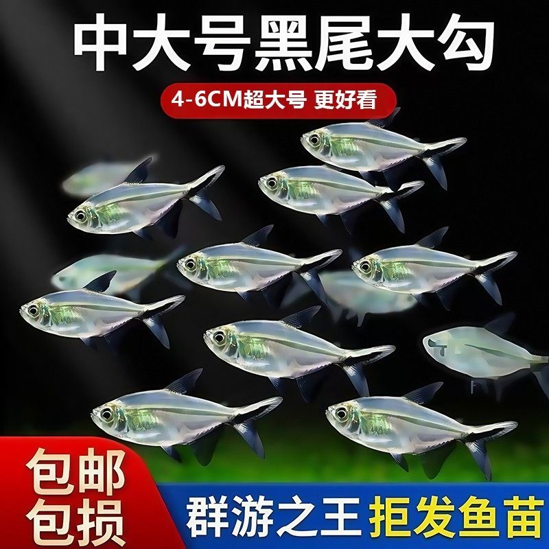 大号黑尾大勾群游小型热带天使活体新手好养易活观赏鱼清仓直发