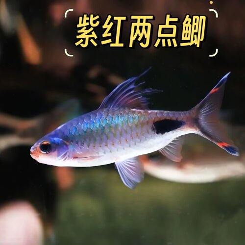紫红两点鲫钻石彩虹鲫黑影道人热带淡水观赏鱼原生冷水鱼好养耐活