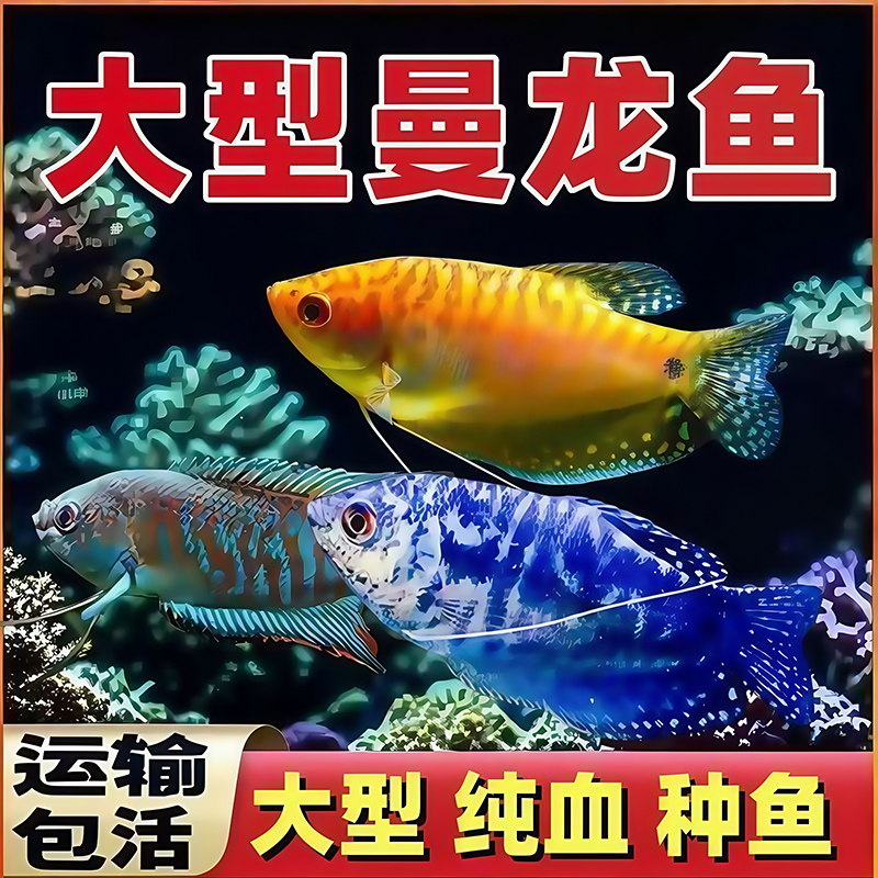 曼龙鱼活体鱼珍珠马甲热带观赏淡水新手好养耐活淡水黄色蓝色丽丽