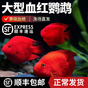 血红鹦鹉鱼观赏鱼耐活好养自来水发财鱼热带淡水鱼元宝鱼苗活体鱼