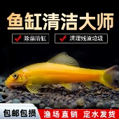 金苔鼠清洁鱼鱼缸工具鱼除藻吃粪便垃圾鱼老鼠鱼热带观赏鱼清道夫