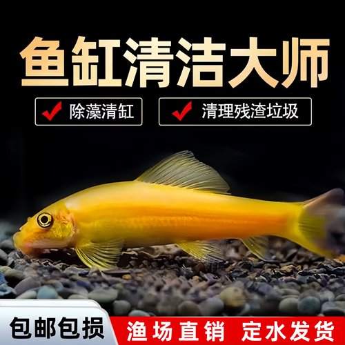 金苔鼠清洁鱼鱼缸工具