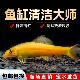 金苔鼠清洁鱼鱼缸工具鱼除藻吃粪便垃圾鱼老鼠鱼热带观赏鱼清道夫
