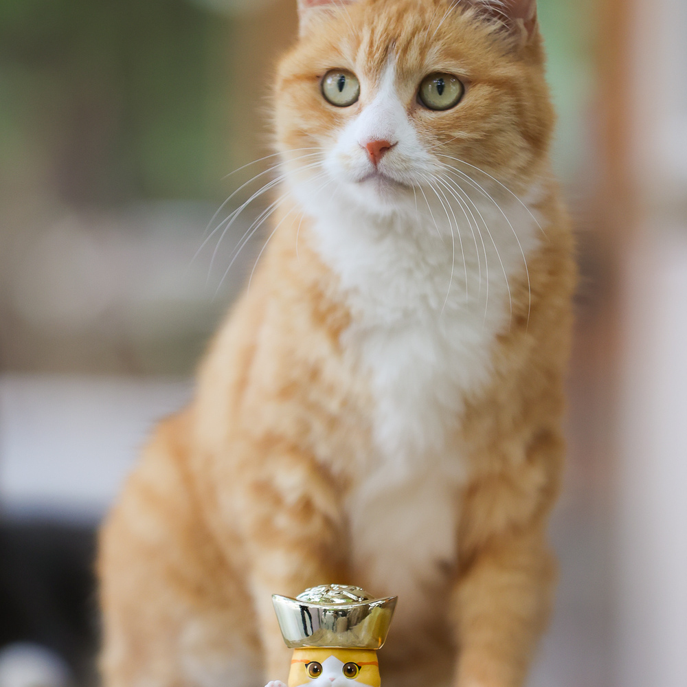 蓝烟斗观复猫有猫有福系列盲盒