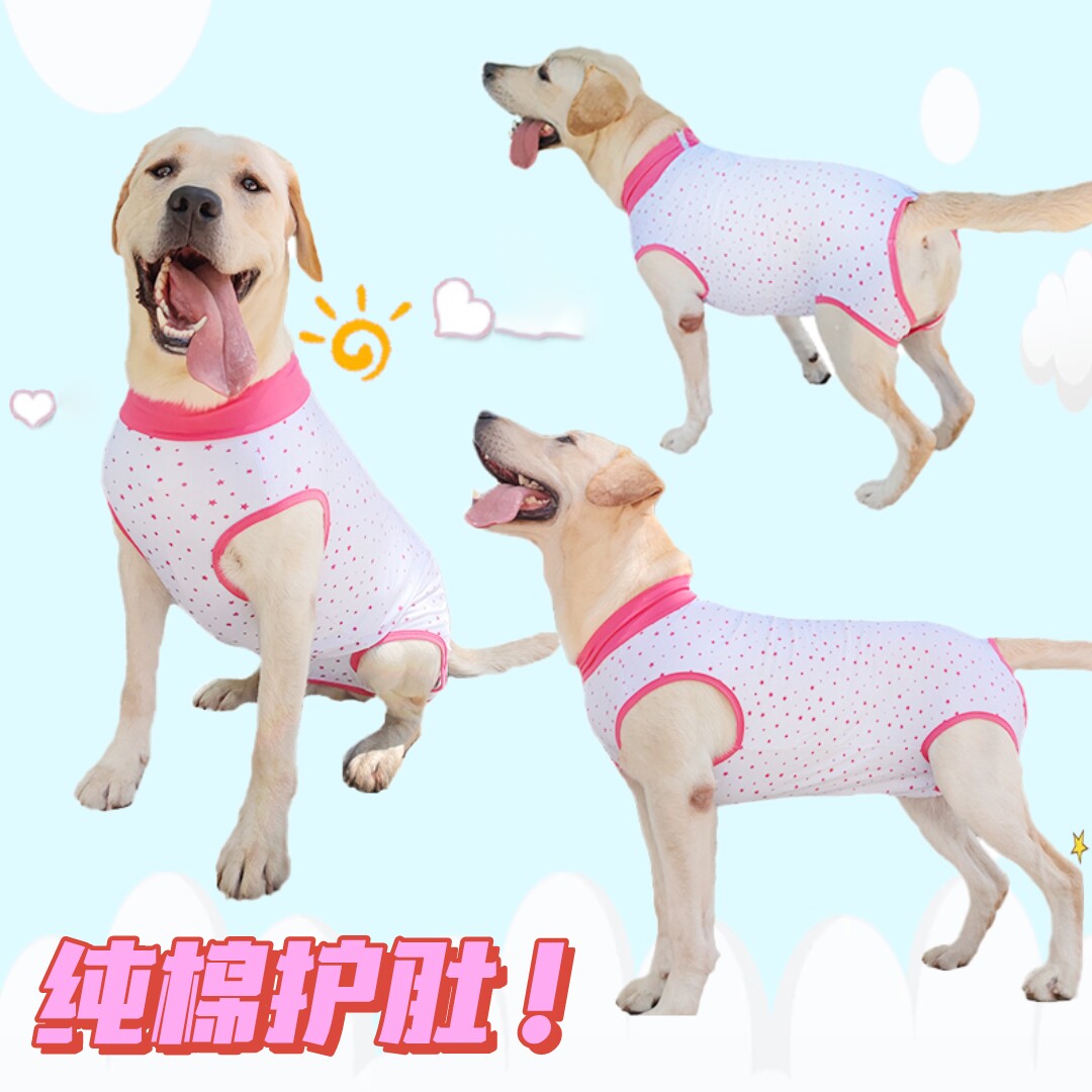 泰旺金毛犬狗纯棉包肚子T恤背心图片