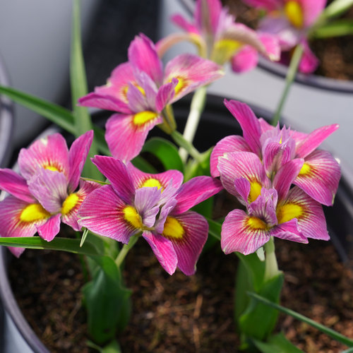 三色肖鸢尾-红花 种球 Moraea Tricolor Red 2球/份