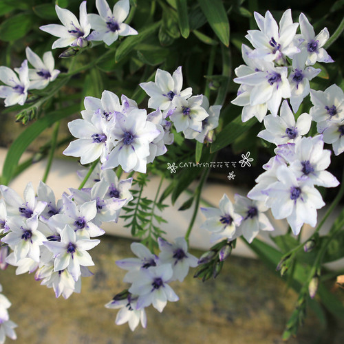 球根凯西花房春季狒狒花