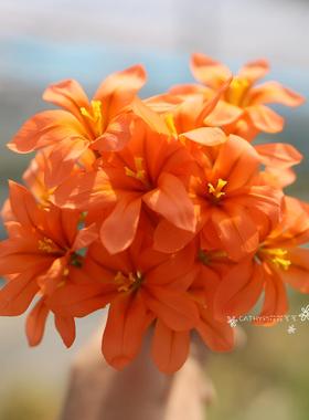 盆苗 橙色丘生肖鸢尾 Moraea collina orange 3苗/盆