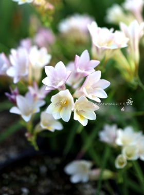莱氏小苍兰-象牙白 种球 Freesia leichtlinii sp Alba
