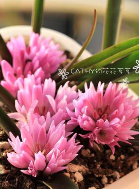 现货 批量50球/份 疏叶立金花种球Lachenalia paucifolia秋植冬花