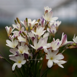 6-7月发货 原生流苏大花魔杖种球sparaxis grandiflora fimberiat