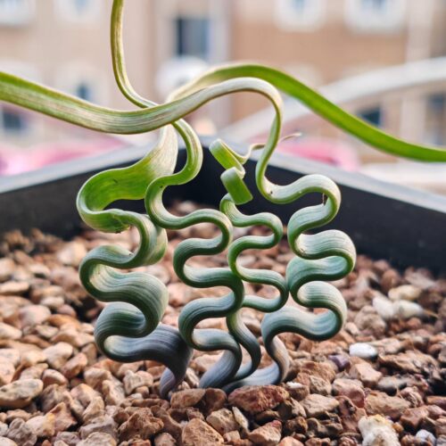 凯西花房冬季弹簧草弹球根