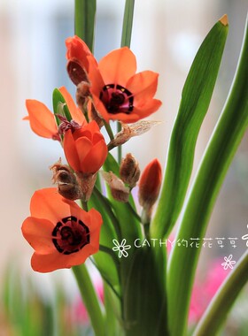 6-7月发货 橙色雅致魔杖种球 Sparaxis elegans orange 3球/份