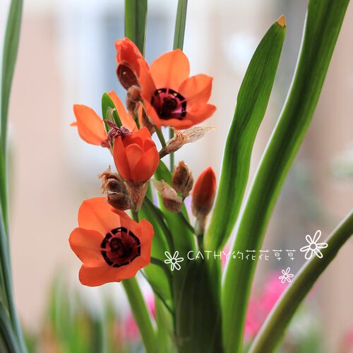 凯西花房春季魔杖花色靓丽球根