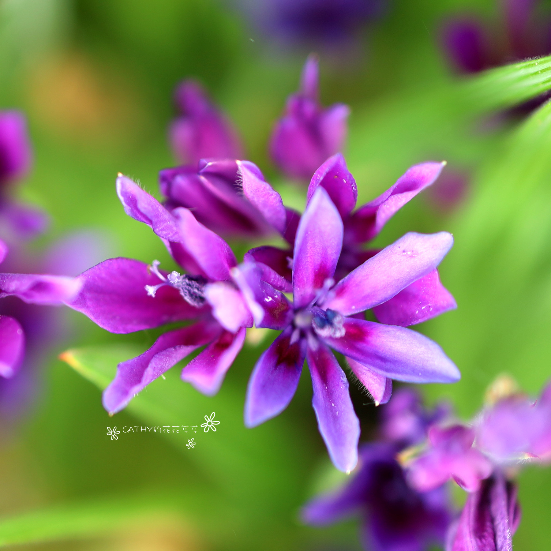 凯西花房春季狒狒花漂亮球根