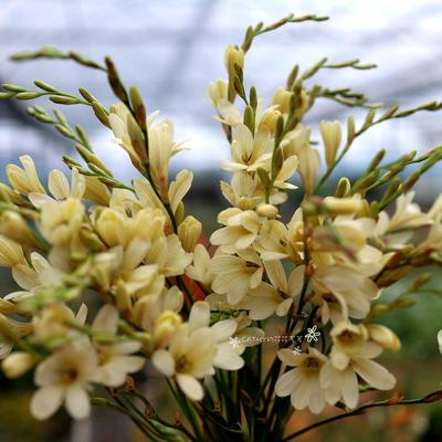 凯西花房春季鸢尾兰漂亮球根