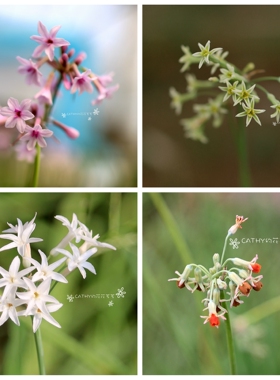 批量5折包邮50株原生垂花紫娇/罗德西亚紫娇花Tulbaghia