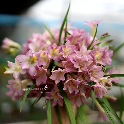 球根凯西花房春季小苍兰