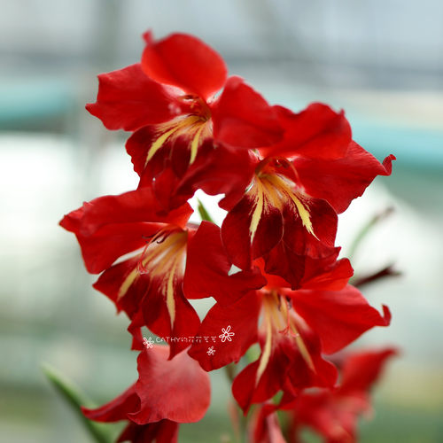 凯西花房冬春唐菖蒲正红色球根