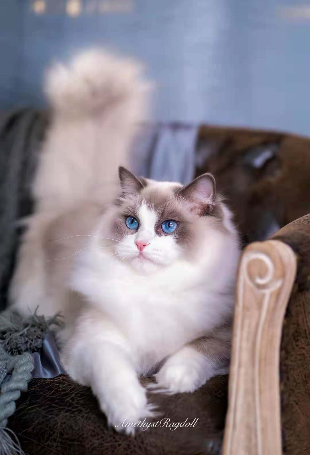 艾米丝tica&cfa正规注册猫舍 纯种布偶猫幼猫活体蓝双弟弟