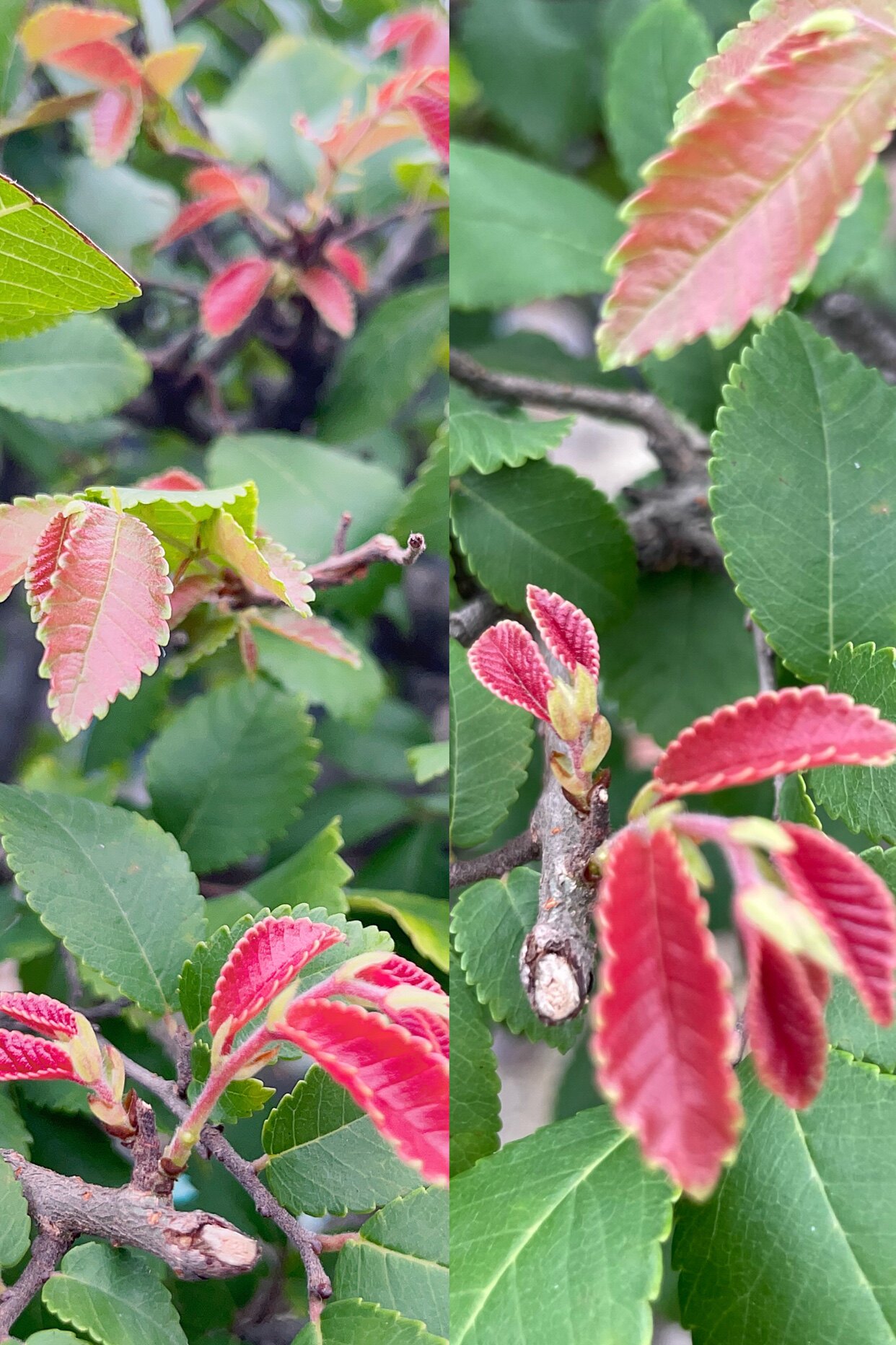 老桩榆树小叶榔榆 榆树盆景花皮榆实拍一物一拍室外庭院红芽榆