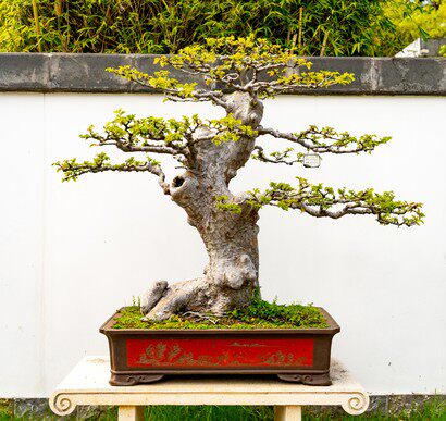 长青植物素材模板 长青植物图片下载 小麦优选