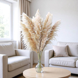 天然芦苇蒲苇潘帕斯草干花花瓶客厅摆件橱窗软装展厅婚礼布置蒲苇