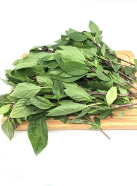 新鲜九层塔金不换泰式罗勒叶三杯鸡冬阴功香料thai basil500g一份