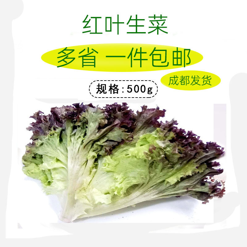 新鲜红叶生菜罗莎红红珊瑚西餐配料500g