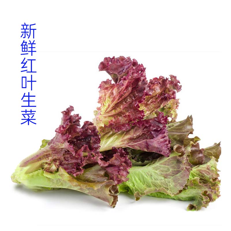 红叶生菜即食沙拉蔬菜新鲜