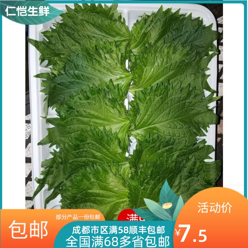 成都同城 鲜大叶 紫苏叶新鲜香料 摆盘装饰品叶子 一盒 1件包邮
