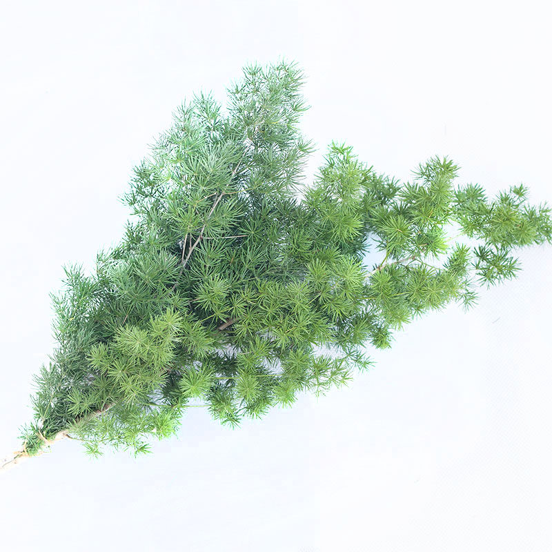 新鲜松针叶 蓬莱松 装饰摆盘花草 1小把