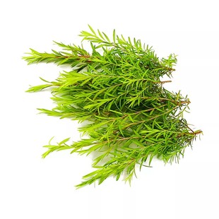 新鲜黄金柳芽15枝黄松酒店餐厅摆盘装饰点缀西餐厅日料蛋糕鲜花草