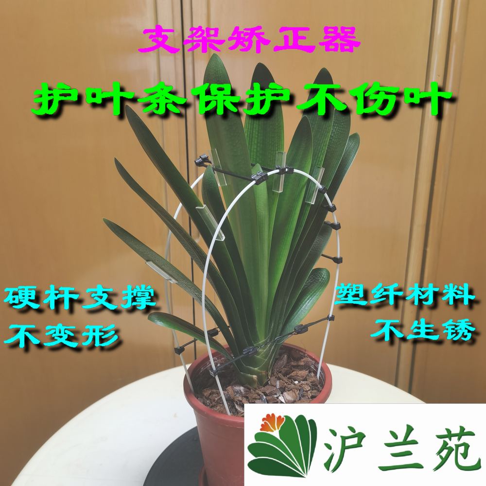 君子兰叶片矫正器整形夹矫正线叶片纠正器透明扶正带修型修型固定