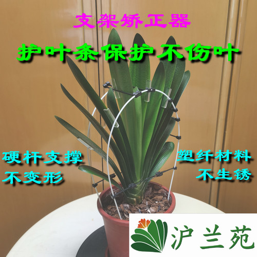 君子兰叶片矫正器整形夹矫正线叶片纠正器透明扶正带修型修型固定