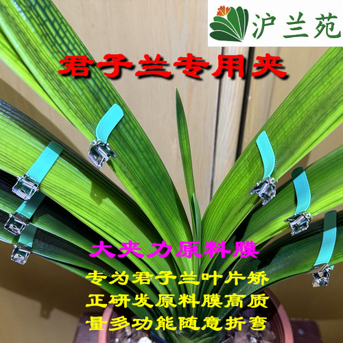 君子兰叶片矫正整形夹叶子左右长偏歪斜调整蝴蝶兰间距外翻