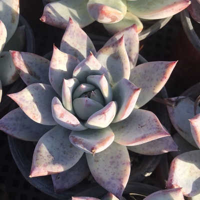 野卡多肉原始卡罗拉野生卡罗拉北极熊东云系实生卡罗拉花卉盆栽