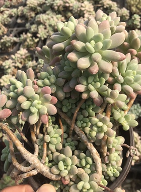 洛可可多肉鱼子酱爆盆群生杂交新品花卉绿植阳台包邮基地直发