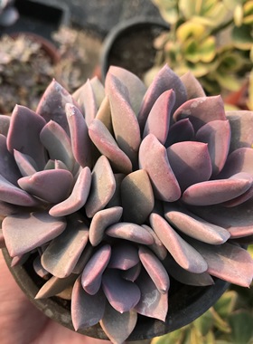 黛比多肉老桩大粗腿紫色多肉多头群生盆栽多肉植物花卉趣味阳台