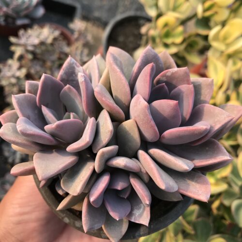 紫色盆栽紫色群生盆栽花卉多肉