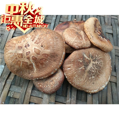 陕西特产秦岭深山农家椴木香菇干香菇大片实惠 大片菇干货1斤包邮
