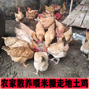 618自家家养走地土鸡喂米糠孕妇坐月子煲汤姜醋鸡广东省内包邮