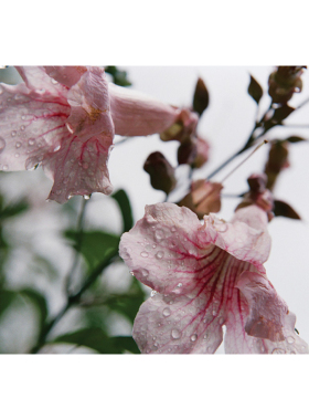 纽约贵牌 乌～拉